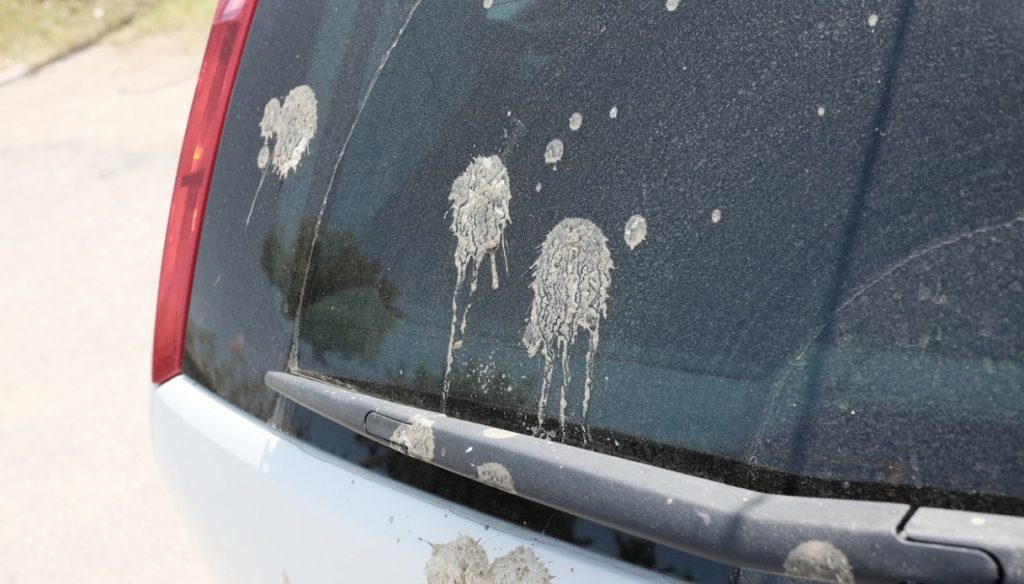 ¿Qué daño hacen los excrementos de pájaros en la carrocería?